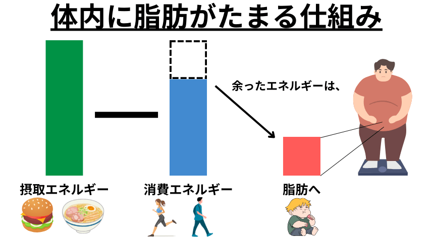 脂肪　溜まる　仕組み